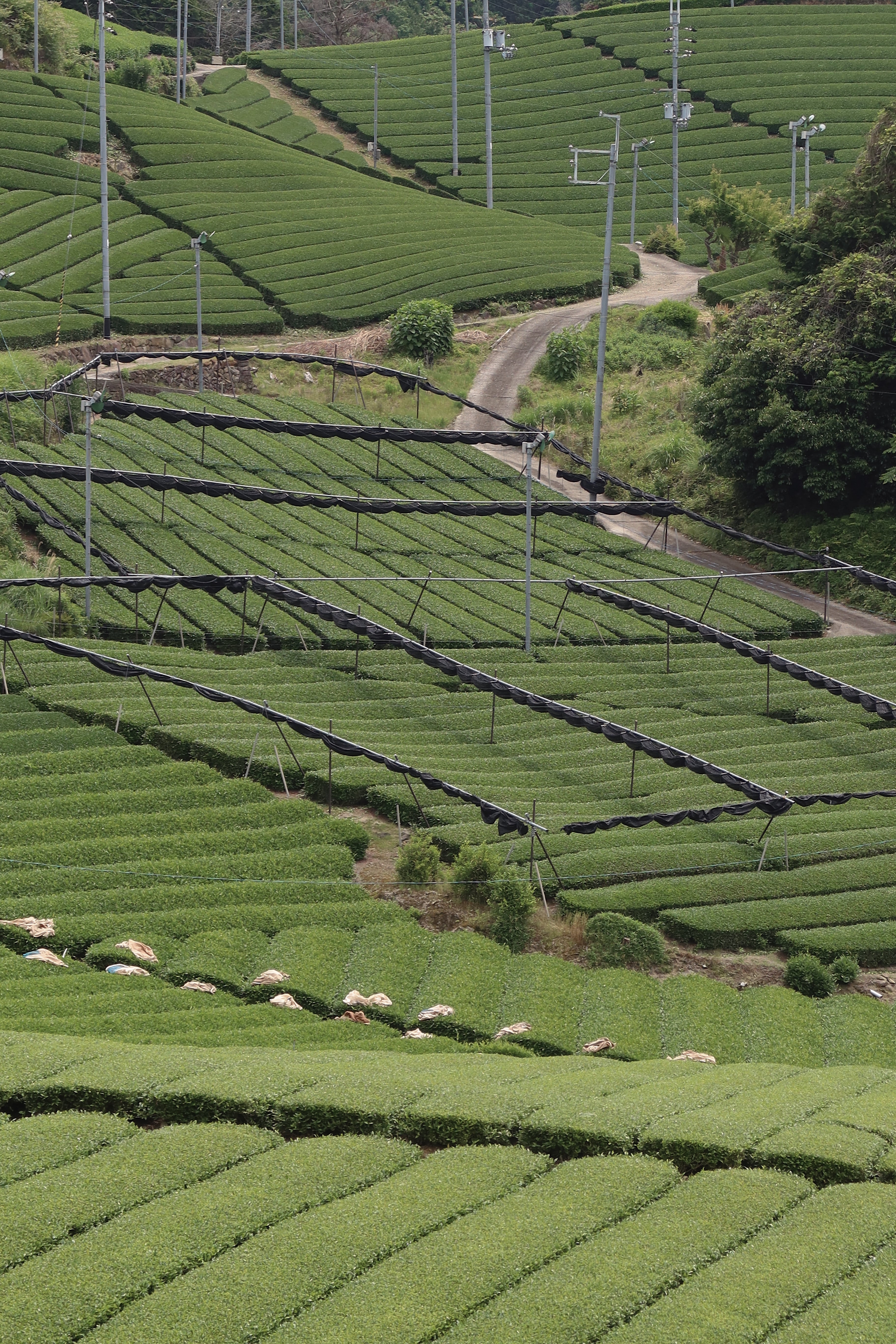 Isshiki Samidori Single-Cultivar Ceremonial Matcha — 30g (Uji, Japan)